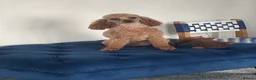 Toy Poodle dogs for stud: KC RED TOY POODLE STUD - Advert 11