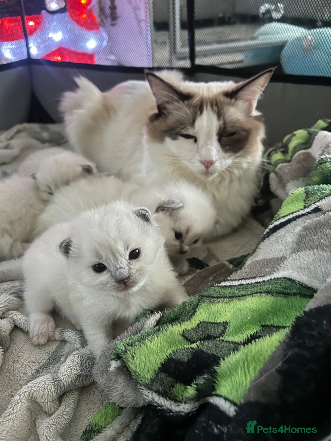 Ragdoll cats for sale: Purebred blue point ragdoll kittens  - Advert 8