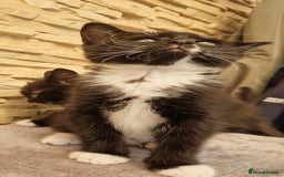 Mixed Breed cats for sale: Kittens😺 - Image 1