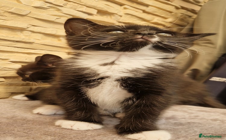 Mixed Breed cats - Advert 11