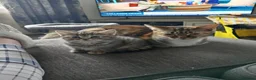 Mixed Breed cats for sale: Adorable kittens ready for forever/loving home - Advert 1