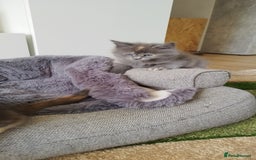Maine Coon cats for sale: Tica pedigree kittens -ready for reservation  - Image 12