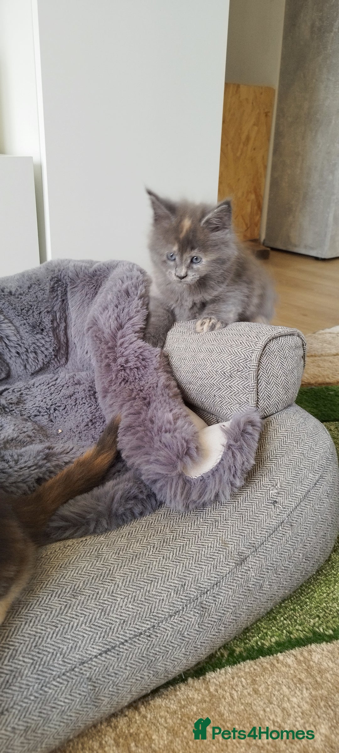 Maine Coon cats for sale: Tica pedigree kittens -ready for reservation  - Image 12