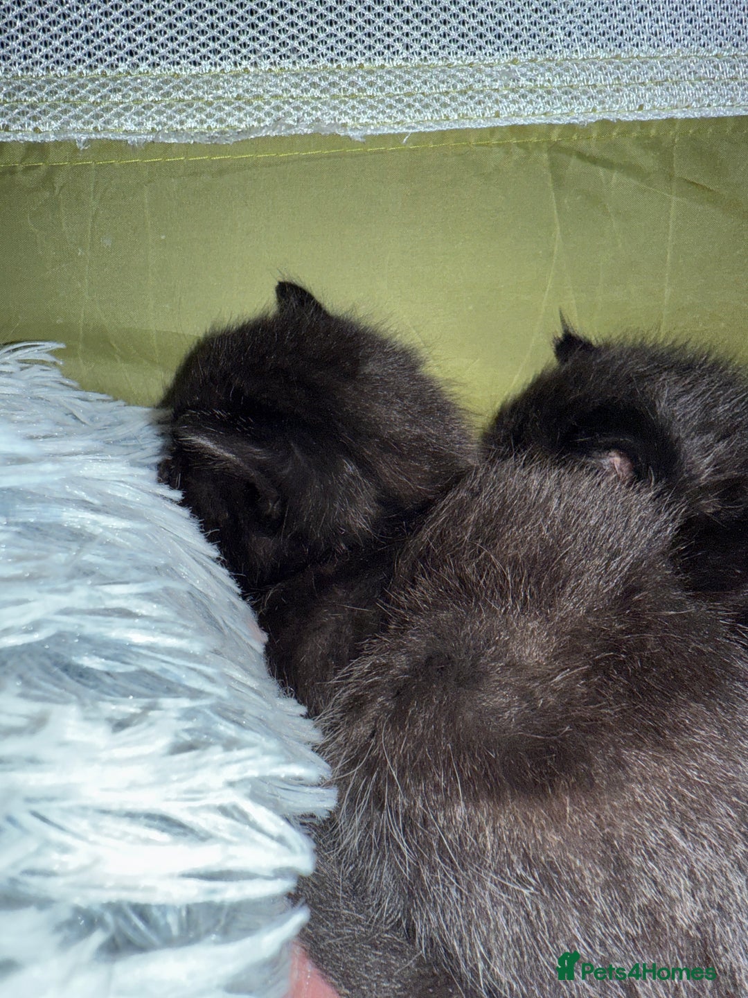 Siberian cats for sale: Siberian X kittens - Image 6
