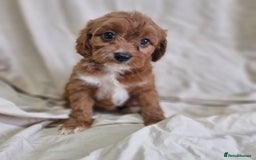 Cavapoo dogs for sale: Cavapoo puppies  - Image 6