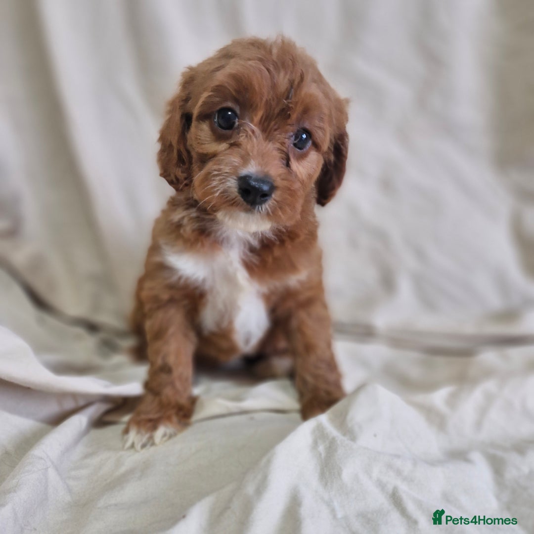 Cavapoo dogs for sale: Cavapoo puppies  - Image 6