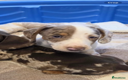 Miniature Dachshund dogs for sale: Miniature dachshund puppies - Image 13