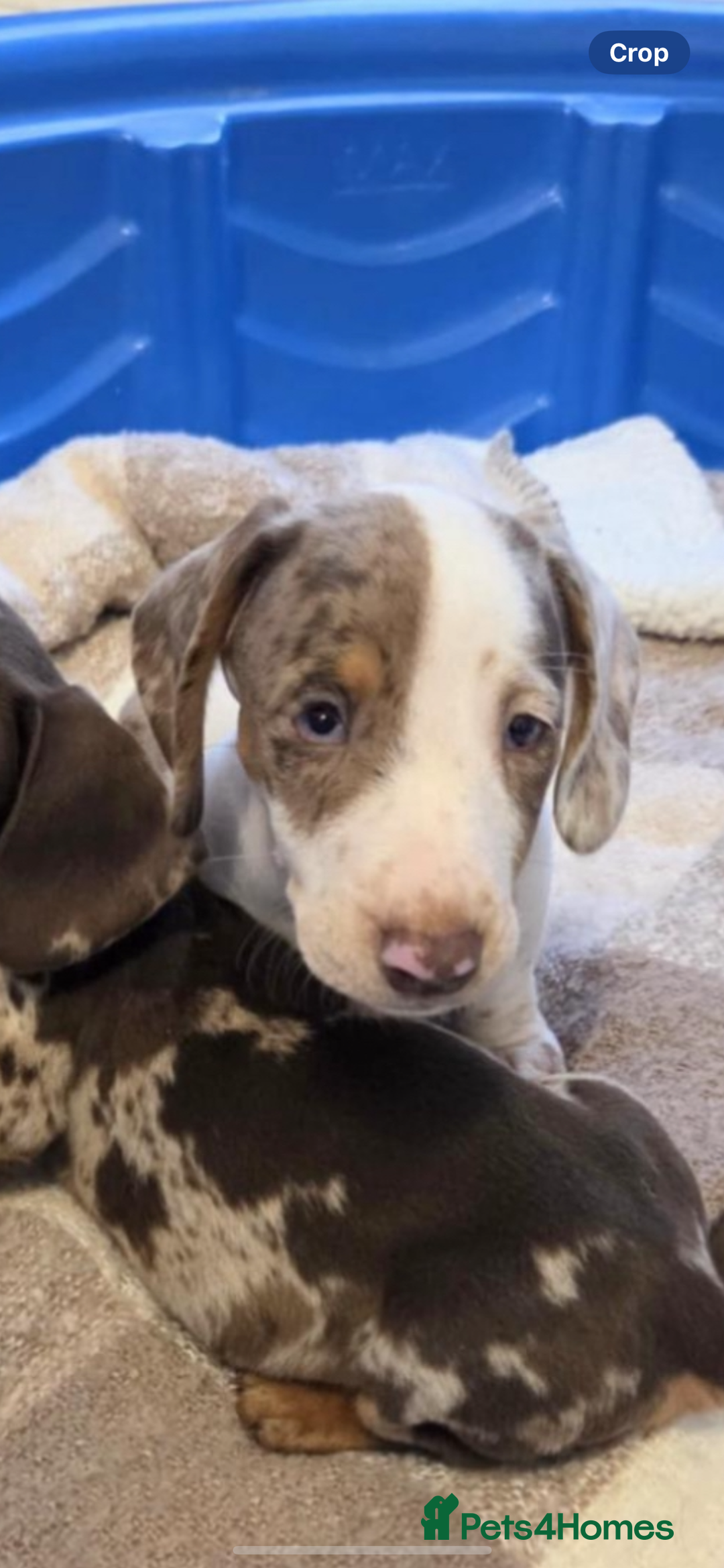 Miniature Dachshund dogs for sale: Miniature dachshund puppies - Image 13