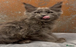 Maine Coon cats for sale: Championship bloodline GCCF Maine Coon kittens - Image 5