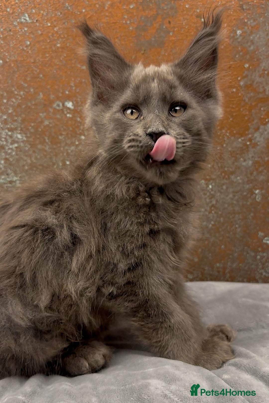 Maine Coon cats for sale: Championship bloodline GCCF Maine Coon kittens - Image 5