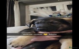 Mixed Breed dogs for sale: German Shepherd cross collie/lurcher puppies  - Image 10