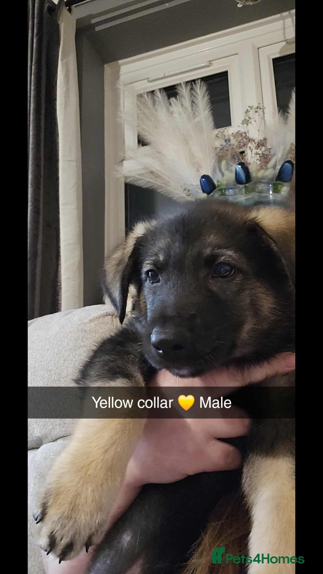 Mixed Breed dogs for sale: German Shepherd cross collie/lurcher puppies  - Image 10
