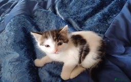 Mixed Breed cats for sale: Kittens  - Image 10