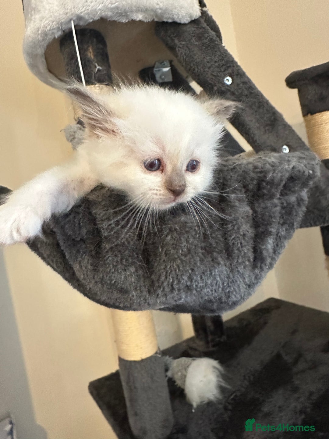 Birman cats for sale: Lovely Birman kittens  - Image 5