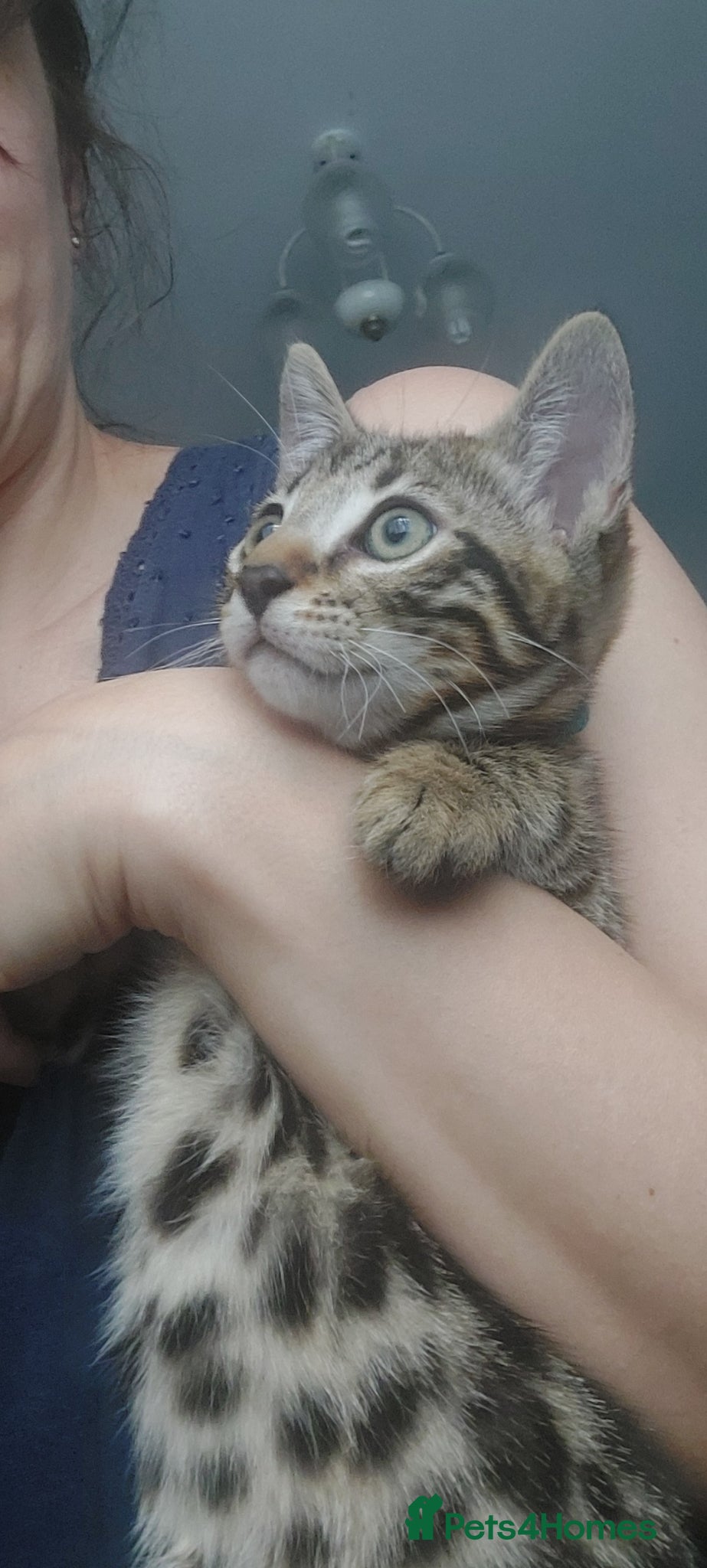 Mixed Breed cats for sale: X Bengal Kitten Mixed Tabby Boy - Advert 4