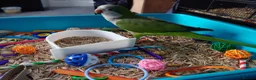Mixed Breed birds for sale: Hand tame pair of budgies and semi tame Quaker  - Advert 19