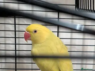 Ringnecks birds Ringneck Parrots Available!🦜🐦 - Advert 18