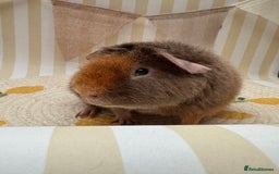Guinea Pig rodents for sale: Teddy guinea pigs  - Image 17