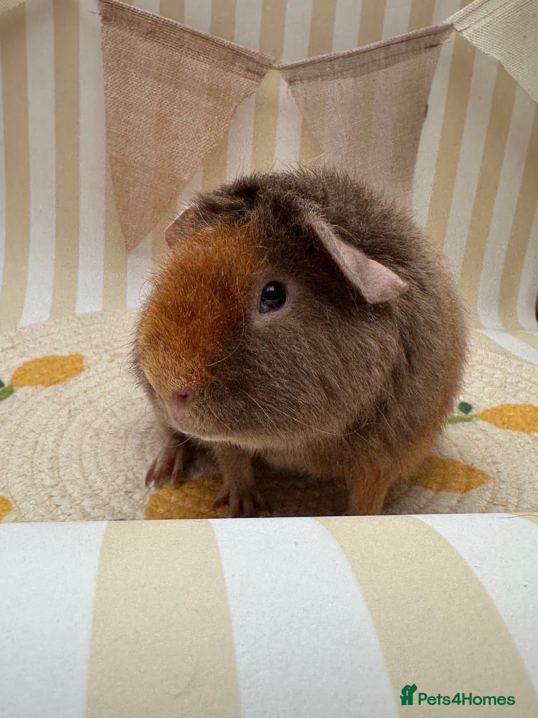 Guinea Pig rodents for sale: Teddy guinea pigs  - Image 17