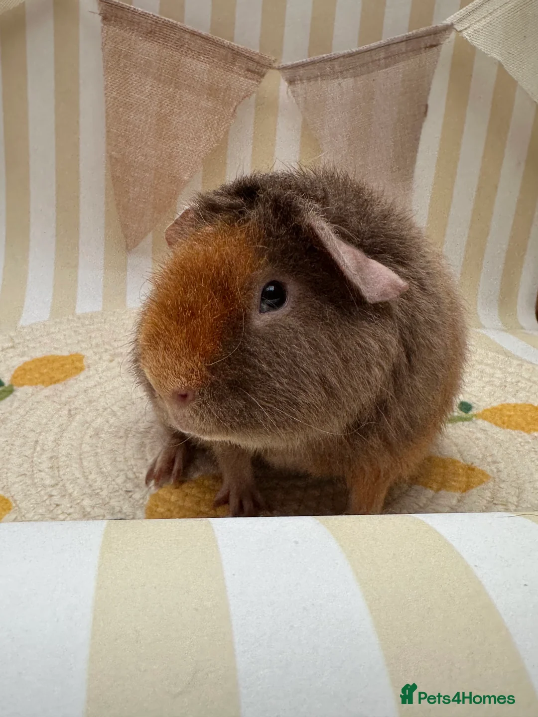 Guinea Pig rodents for sale: Teddy guinea pigs  - Advert 17