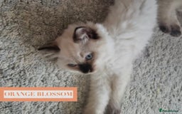 Munchkin cats for sale: Munchkin kittens - Image 8