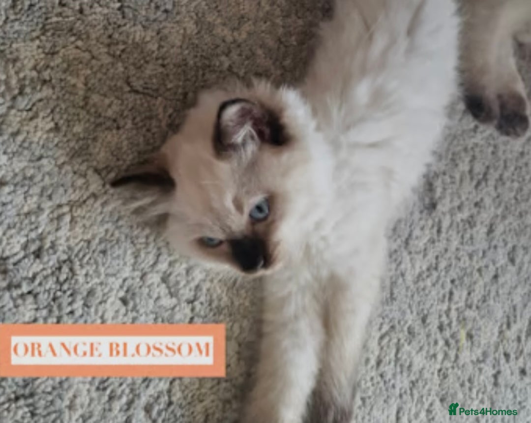 Munchkin cats for sale: Munchkin kittens - Image 8
