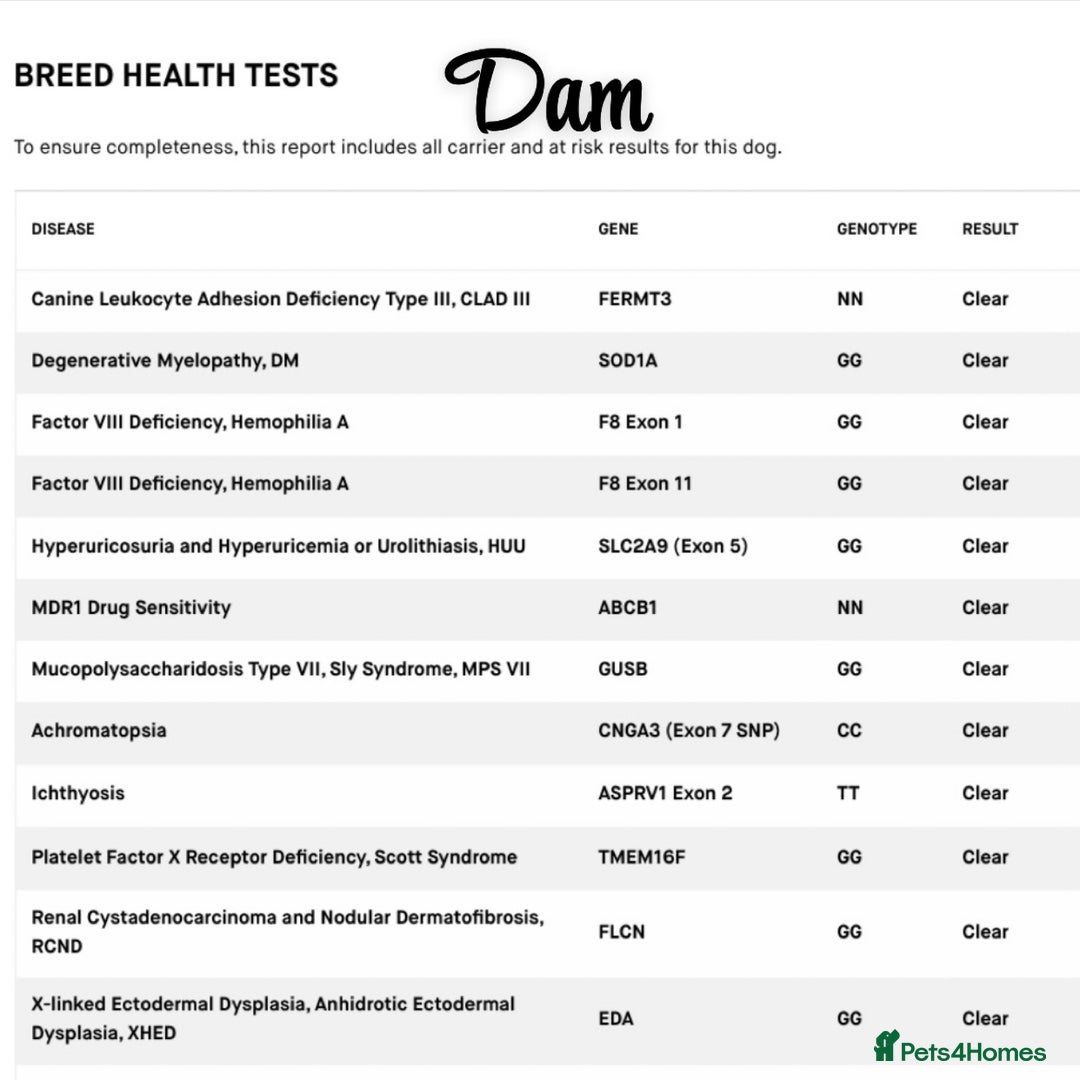 German Shepherd dogs for sale: German shepherd puppy  - Advert 4