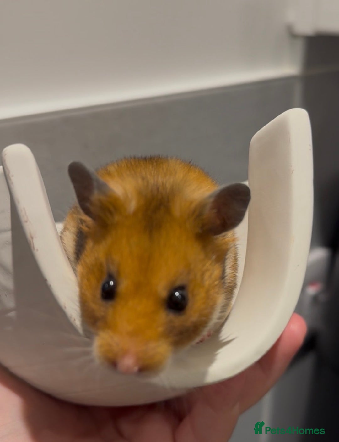 Hamster rodents for sale: Marmalade for Adoption🐹 - Advert 4