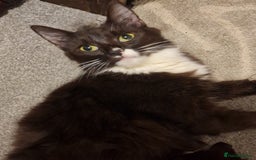 Mixed Breed cats for sale: 2 lovely black and white kittens with socks - Advert 1