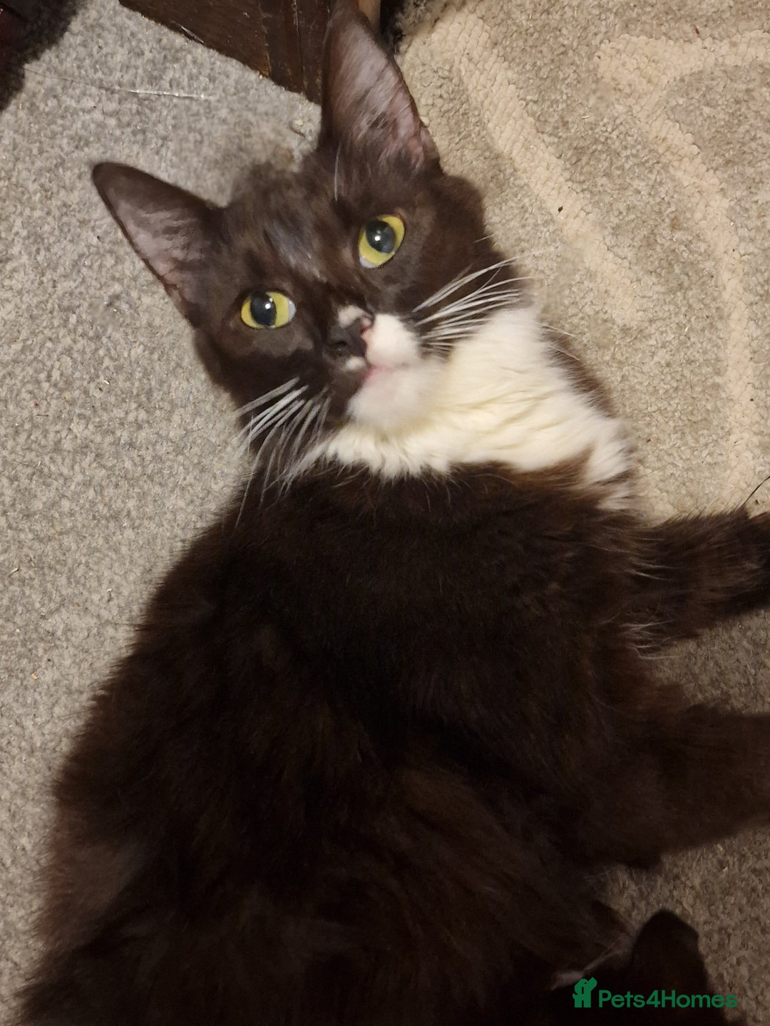 Mixed Breed cats for sale: 2 lovely black and white kittens with socks - Advert 1