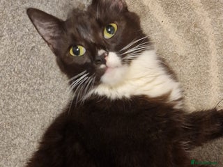 Mixed Breed cats 2 lovely black and white kittens with socks - Advert 14