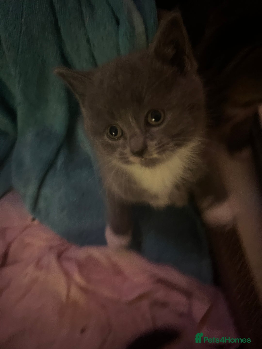 Mixed Breed cats for sale: 6 kittens - Advert 2