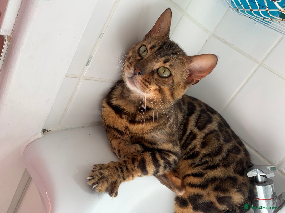 Bengal cats for sale: Ready to leave 3 left, 3/4 Bengal Kittens Rosetted - Image 10