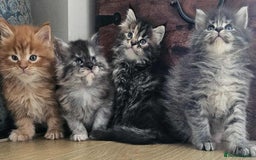 Maine Coon cats for sale: Champion Line Maine Coons –Rare, Fluffy, Gorgeous! - Image 1