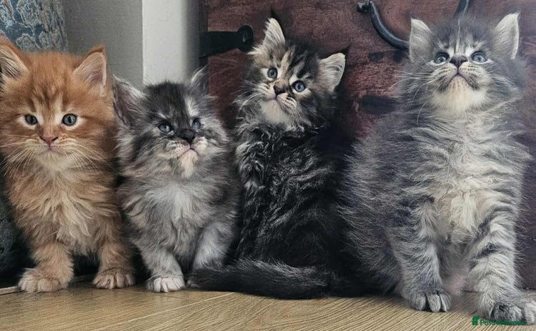 Maine Coon cats - Advert 1