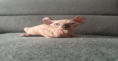 Sphynx cats - Advert 15