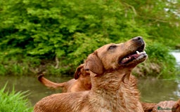 Labrador Retriever dogs for sale: Dark Red and Yellow KC reg DNA Clear Lab Puppies - Image 20