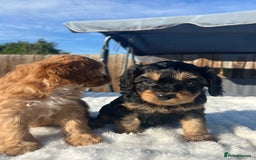 Cavapoo dogs for sale: ⭐️ Black & Tan Female Toy Cavapoo ⭐️ - Image 34