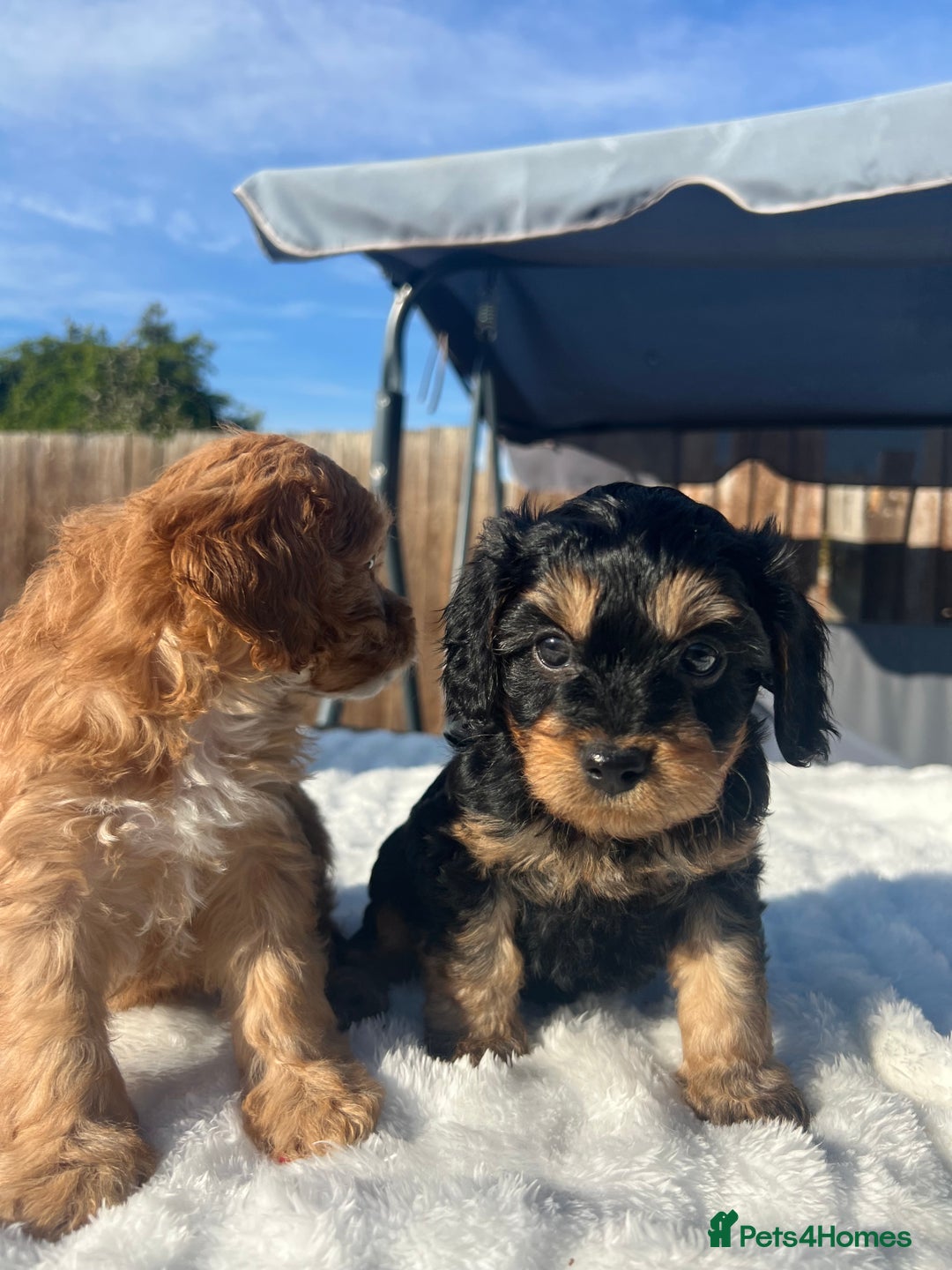 Cavapoo dogs for sale: ⭐️ Black & Tan Female Toy Cavapoo ⭐️ - Image 34