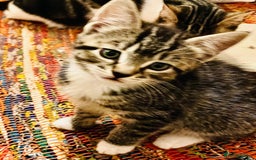 Mixed Breed cats for sale: 5 Gorgeous Happy Babies (Ready to Go) - Image 5