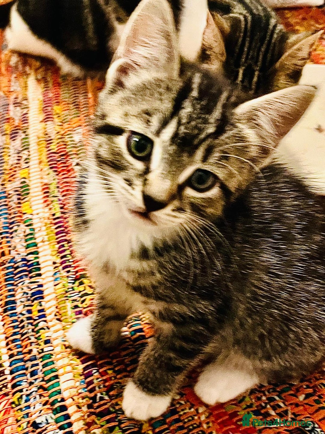 Mixed Breed cats for sale: 5 Gorgeous Happy Babies (Ready to Go) - Image 5