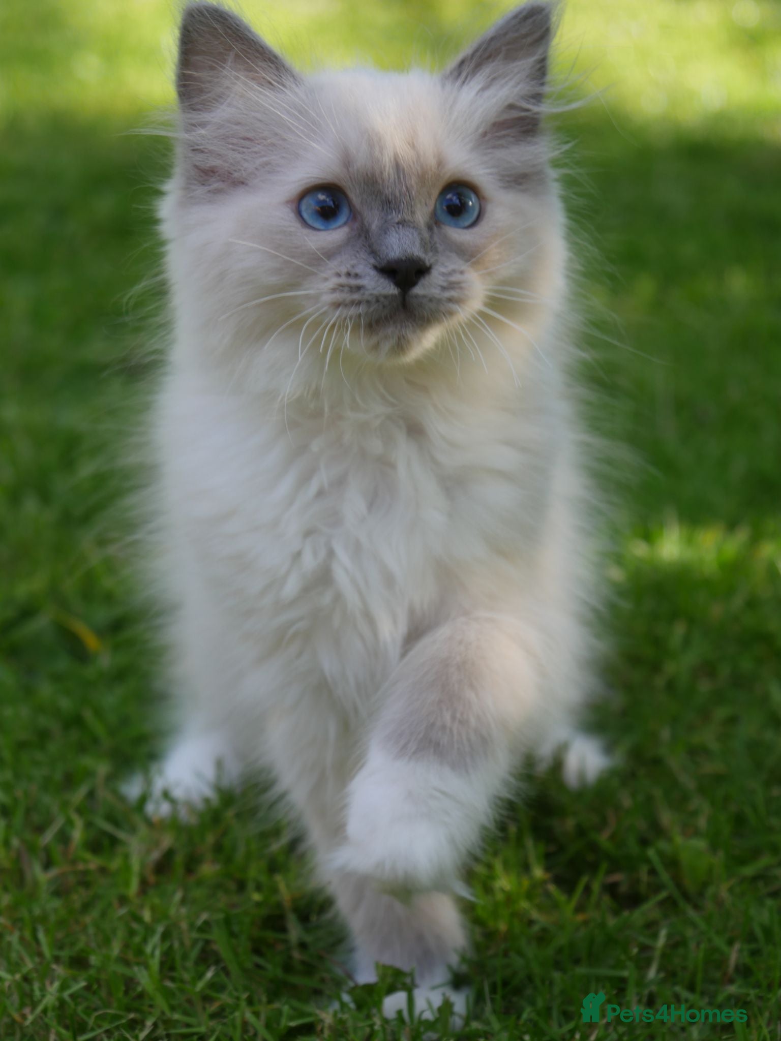 Ragdoll cats Beautiful ragdolls READY TO LEAVE FOR NEW HOME  - Advert 1