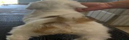 Tibetan Terrier dogs for sale: Araki Tibetan Terrier pups for sale in Newent - Advert 12