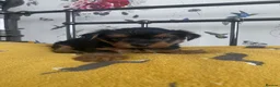 Yorkshire Terrier dogs for sale: 2 Stunning Minature Yorkshire terrier puppies 🩷💙 - Advert 12