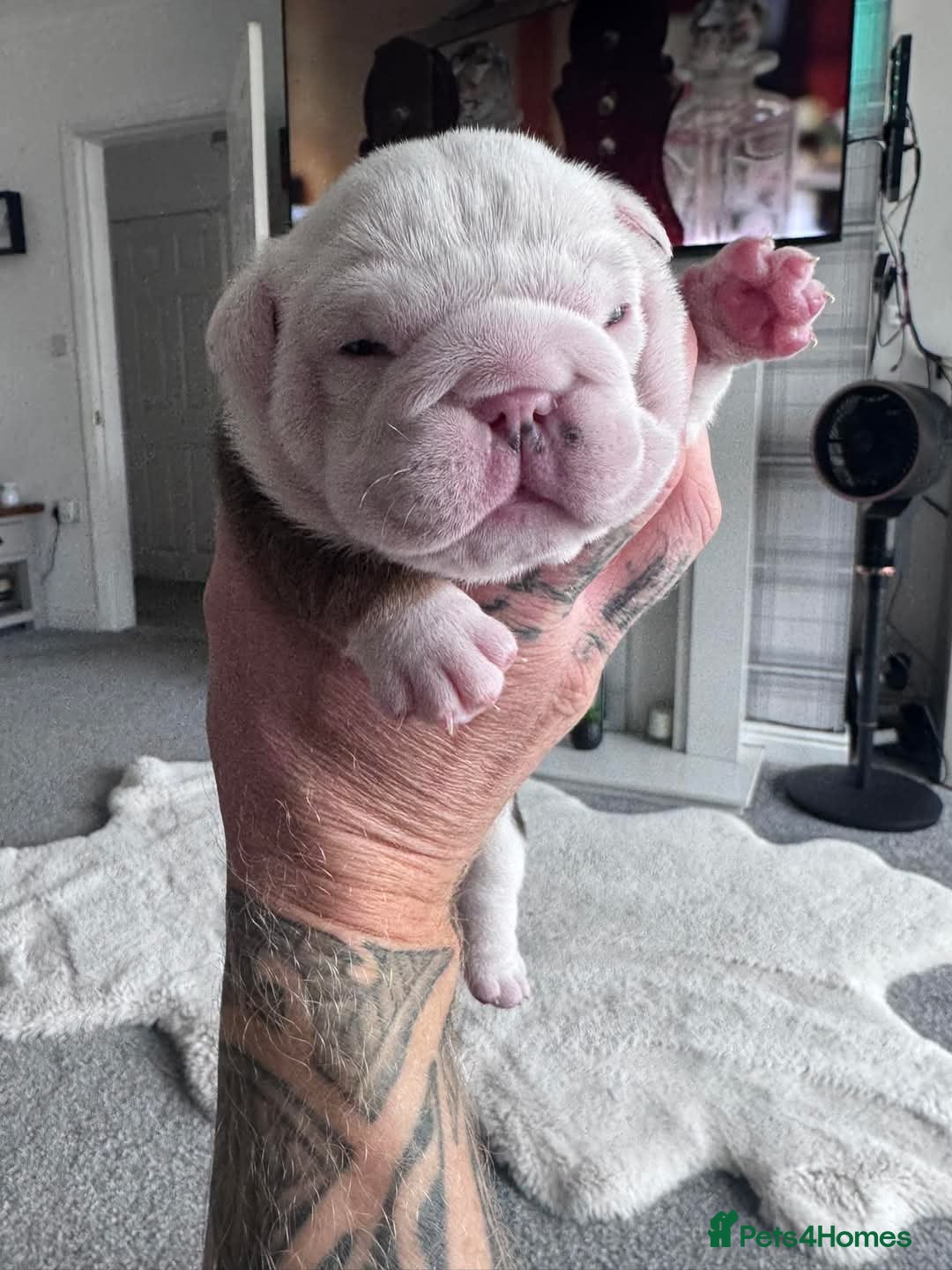 English Bulldog dogs for stud: Charlie for stud lilac and tan fullsuit - Image 12