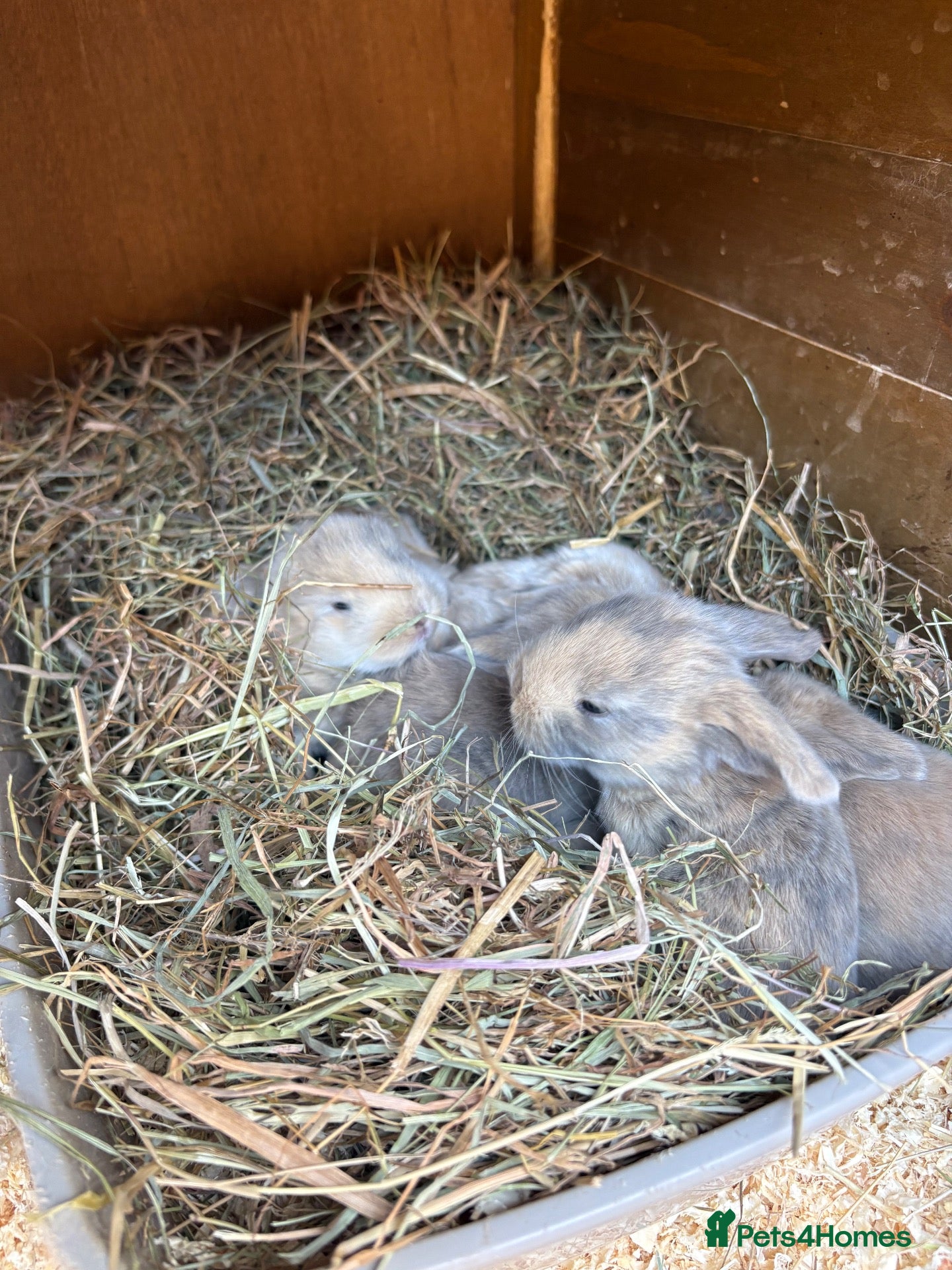 French Lop rabbits Beautiful French lop rabbits  - Advert 2