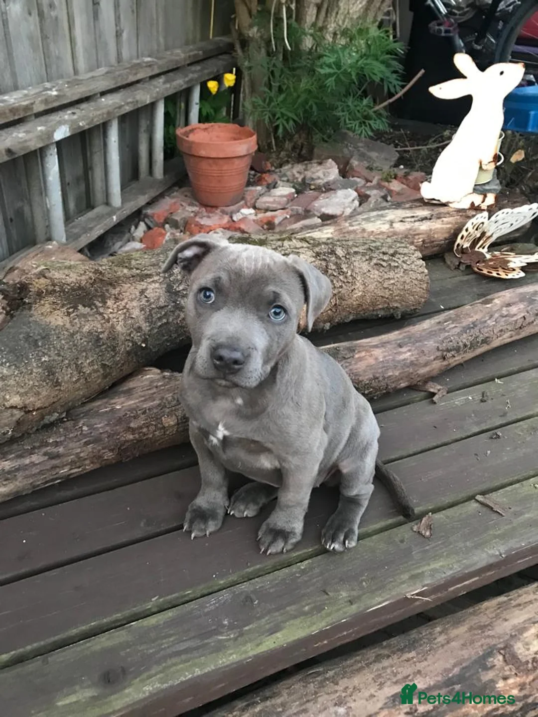 Staffordshire Bull Terrier dogs for stud: Stud for breeding in Ilkeston - Advert 20