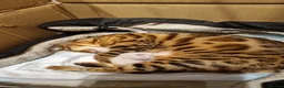 Bengal cats for sale: Snow Leopard Bengal Kitten - Advert 9