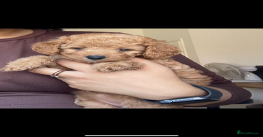 Cavapoo dogs - Advert 4