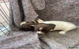 English Springer Spaniel dogs for sale: English springer spaniel kc registered  - Image 7